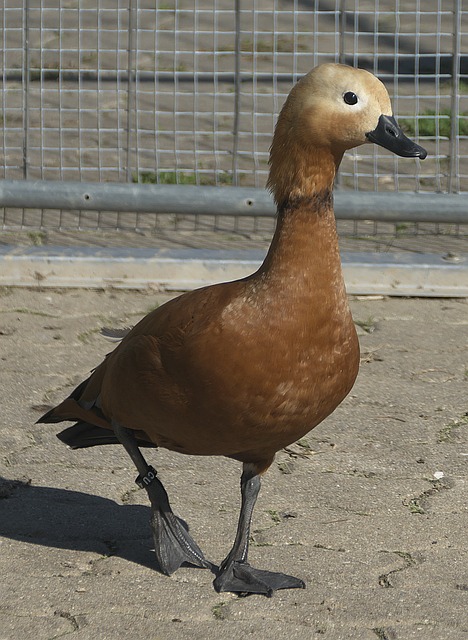 王哲林