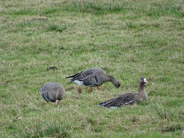 场上对巴西 场上对巴西